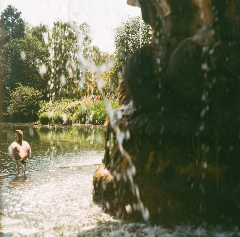 Dipping my toes in medium format